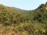 清远英德600亩山林地转让