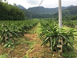 清远清新县霸王花地50亩含厂房1000方