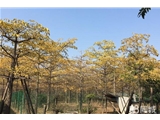 佛山南海130亩农场出租