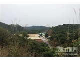 广州增城150亩荔枝山出租