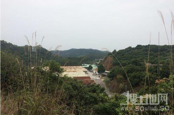 广州增城150亩荔枝山出租