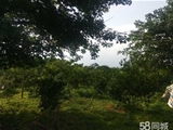 清远英德70亩果园出租