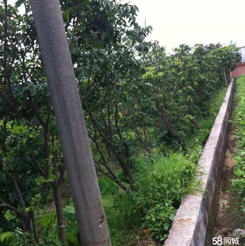 广东土地流转