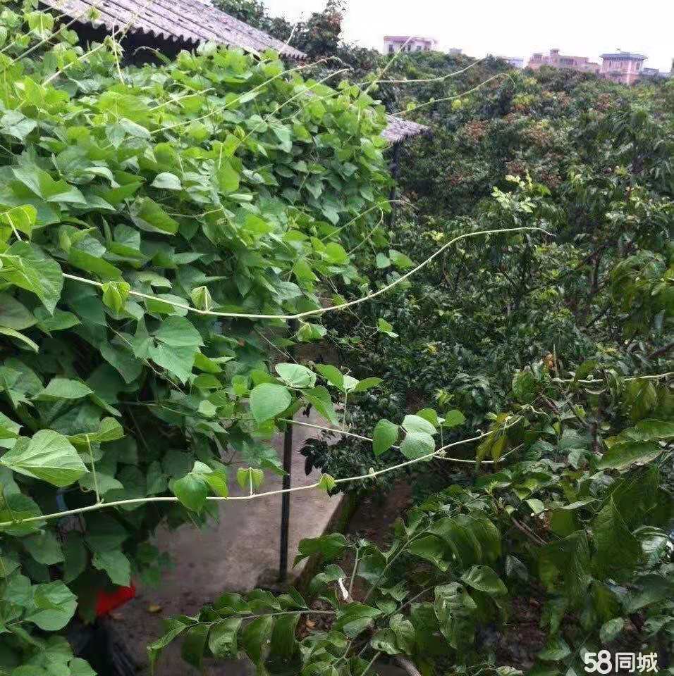 农场出租