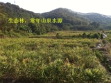 肇庆市高要市100亩农业耕地