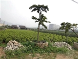 佛山市顺德区25亩花木场地
