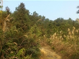 清远市阳山县4300亩山林地