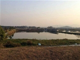 佛山高明区430亩大型鱼塘养殖场