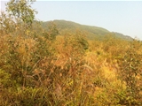 清远市英德600亩山地