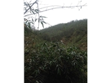 清远市英德400亩麻竹山地