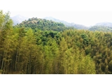 清远市阳山2700亩大型山林地