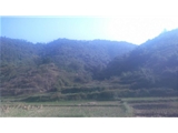 云浮市新兴县1200亩大型山林地